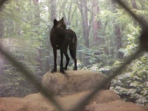 Branson's Wild World.